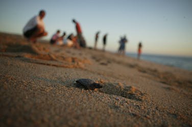 Experiência de soltura de tartaruga em Cabo
